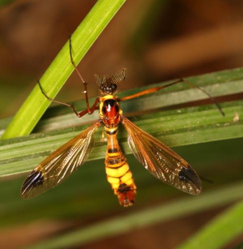 Réf. 304 330 : Ctenophora ornata